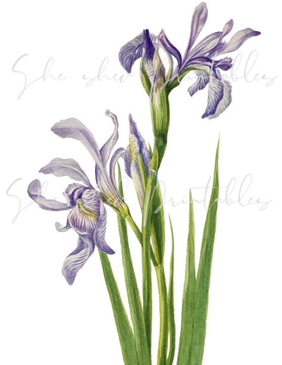 Western Blue Flag Iris Digital Download, Image, Vintage, Instant Download,  Clipart, DIY Crafts, Flowering Plant, PNG, JPG, Blue Flower - Etsy Australia