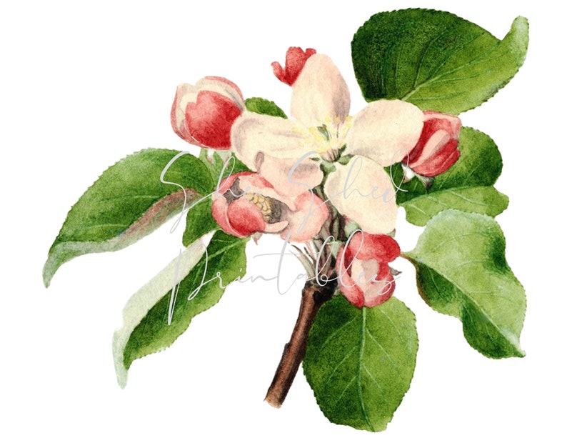 Apple Blossom Watercolor Digital Download, Image, Instant Download, Vintage, Clipart, DIY Crafts, Flowering Plant, PNG, JPG, Pink Flower image 1