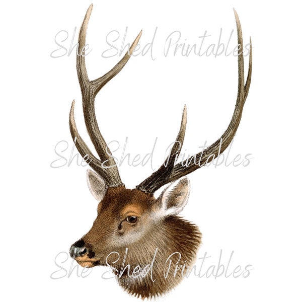 1800's Deer Head Illustration Digital Download, Instant Download, Vintage, DIY Crafts, Clipart, JPG PNG Animal, Man Cave Art, Hunt