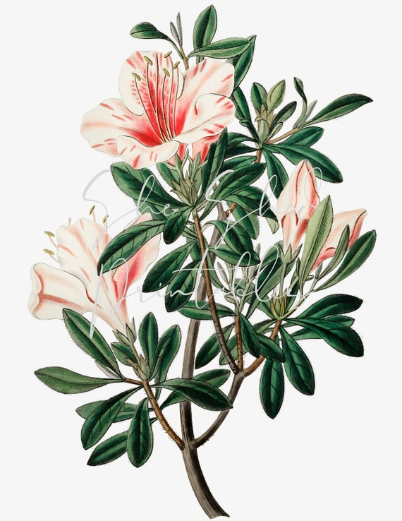Variegated Chinese azalea Digital Download Vintage DIY Crafts Flower Design Blossom Bloom Botanical Pink Flowers