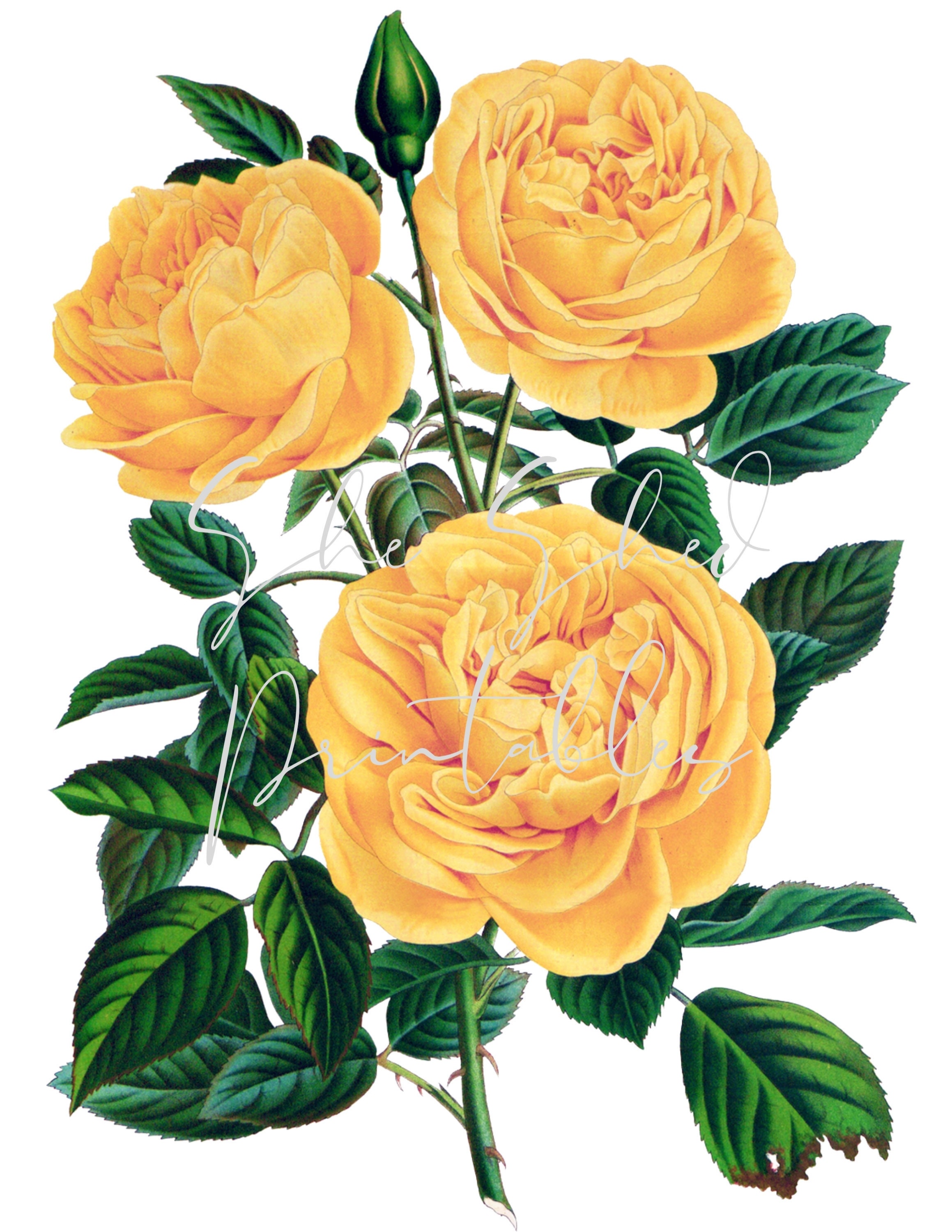 Vintage Yellow Rose Illustration Digital Download, Instant Download, DIY  Crafts, Clipart, JPG, PNG, Flower, Floral, Botanical, image size:2318x3000