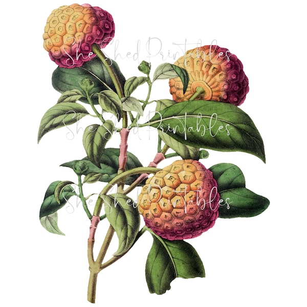 Cornus Capitata Fruit Digital Download, Vintage, Clipart, DIY Crafts, Fruit Design, Food, PNG, JPG, Kitchen Wall Art, Fruit on a limb