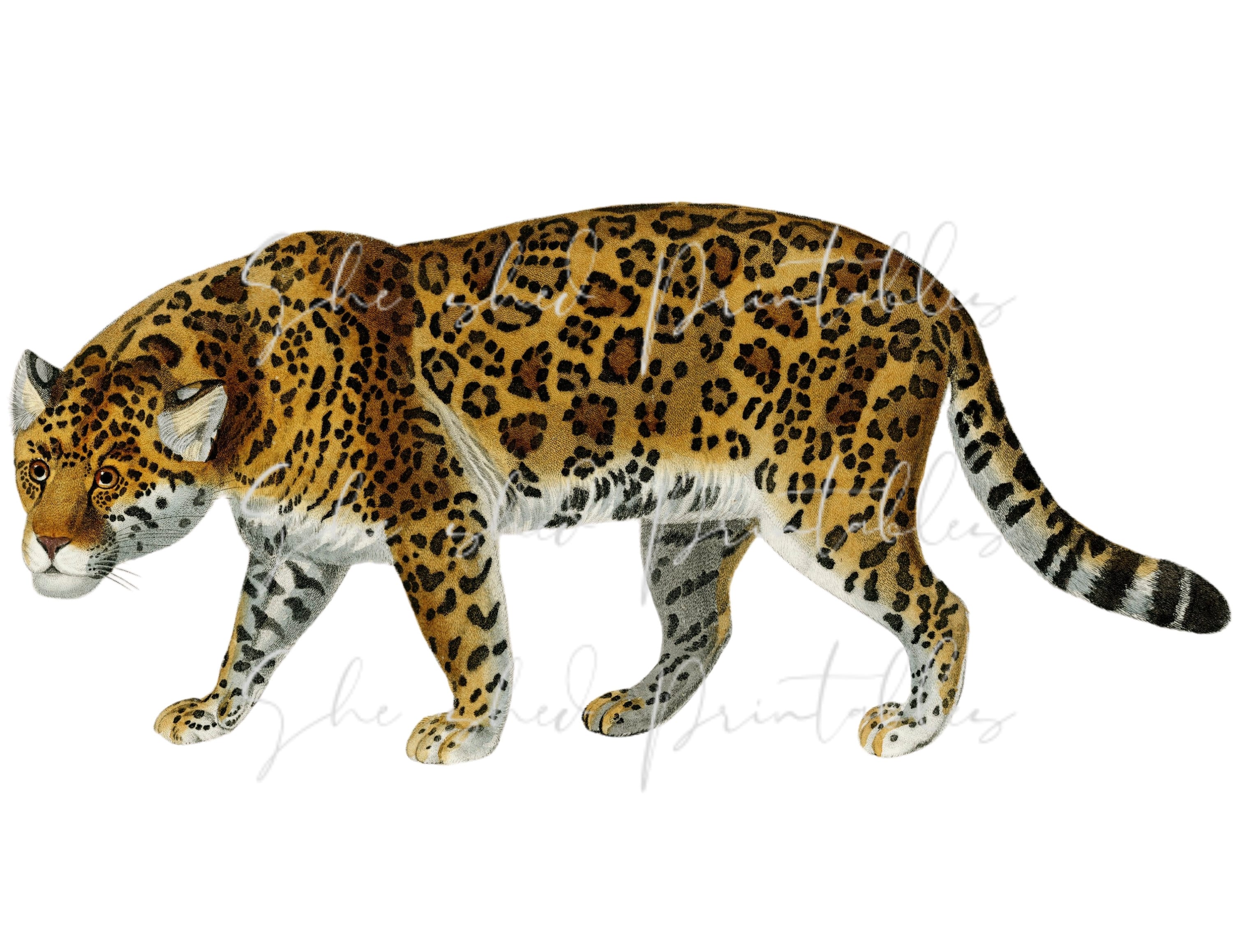 Leopardo leopardo gato animal mujer, leopardo, mamífero, animales, gato  como mamífero png