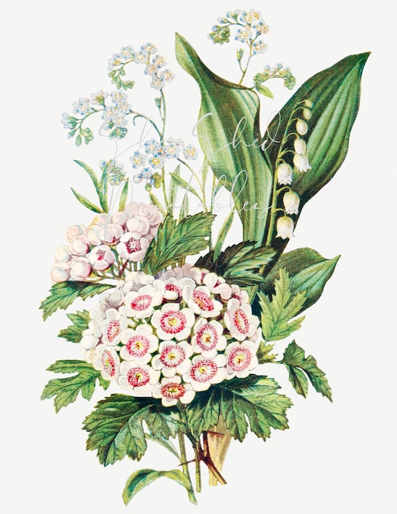 Antique Replica Forget Me Not Floral Art Print Antique Replica Forget Me Not Floral Art Print