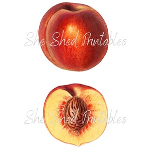 Peach Illustration Digital Download, Image, Vintage, Clipart, DIY Crafts, Fruit Design, Food, Wall Art, Home Decor, Scrapbooking