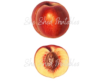 Peach Illustration Digital Download, Image, Vintage, Clipart, DIY Crafts, Fruit Design, Food, Wall Art, Home Decor, Scrapbooking