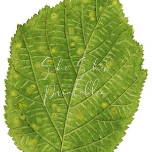 Puede incluir: Primer plano de una hoja verde con manchas amarillas. La hoja tiene un borde dentado y un patrón de venas prominente.