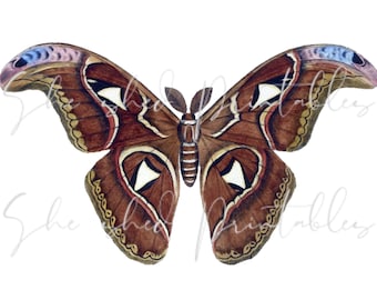 Motte/Schmetterling digitaler Download, Bild, Vintage, DIY Handwerk, Clipart, Instant Download JPG PNG, Wandkunst, druckbare, Insekt, Bug