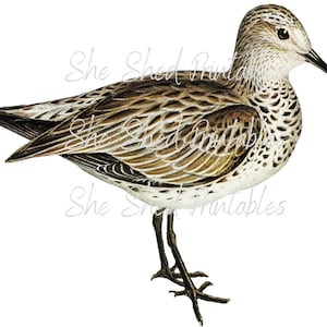 Toller Sandpiper Clipart, Digitaler Download, Sofort Download, Vintage, DIY Basteln, JPG, PNG, Wandkunst, druckbar, Wasservogel