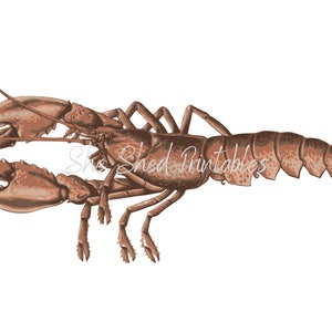 Lobster Illustration Digital Download, Vintage, DIY Crafts, Clipart, JPG, PNG, Wall Art, Sea, Ocean, Marine Life