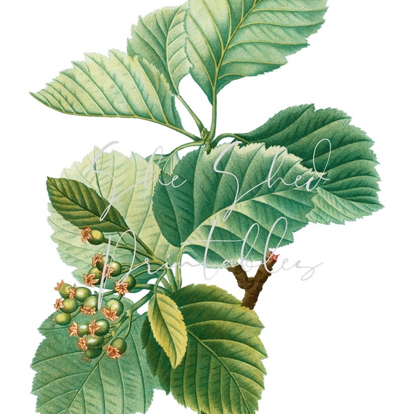 Broad-leaved whitebeam Digital Download, Image, Vintage Clipart DIY Crafts, Plant, 1800's, Botanical, Tree Leaf, PNG, JPG, Tree Branch