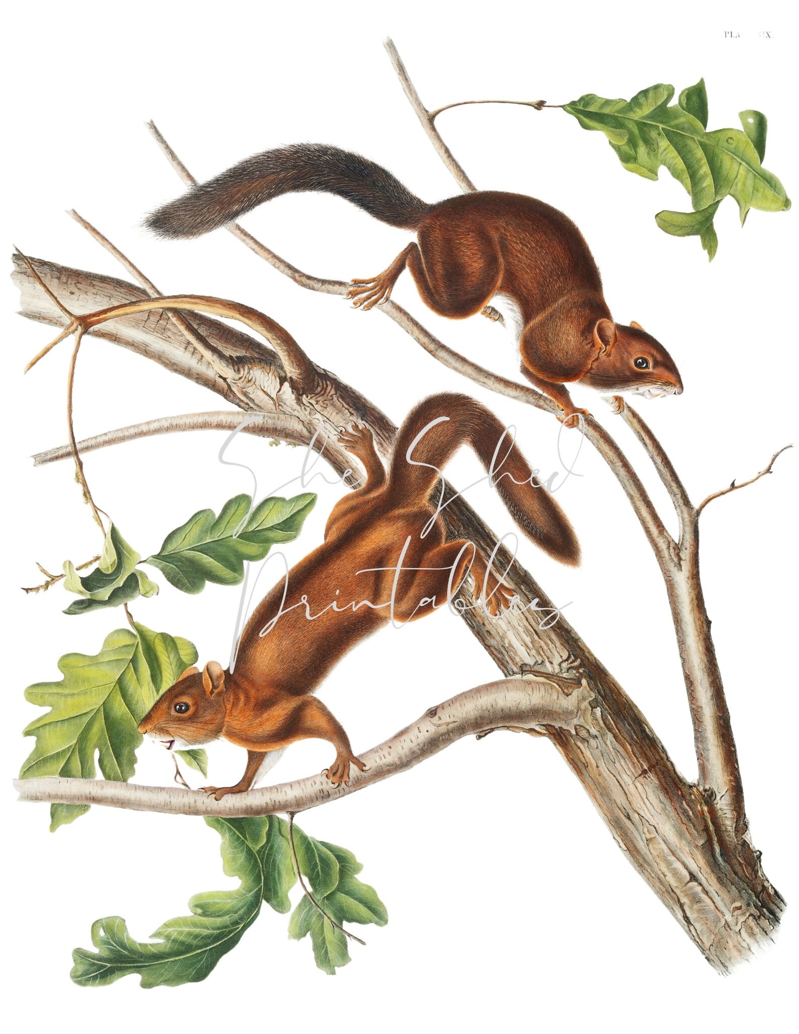 1800's Softhaired Squirrel Digital Download Animal Etsy