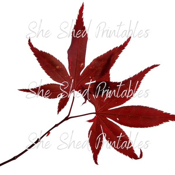 Japanese Red Maple Tree Leaves Foliage Maple Leaf Plant Digital Image, Vintage, DIY Crafts, Instant Download, Botanical, Leaves, PNG, JPG