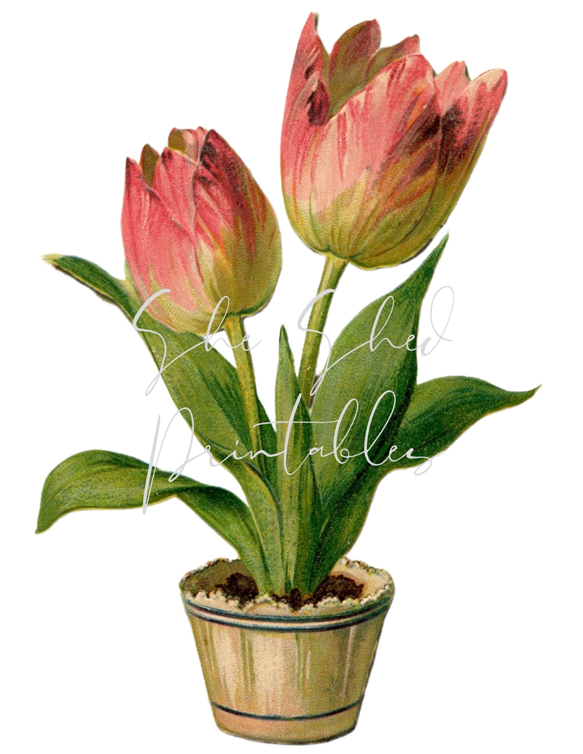 Vintage Pot of Tulips Digital Download, Image, Instant Download ...