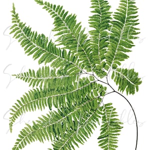 Adiantum Curvatum Fern Download digital, vintage, clipart, artesanato faça você mesmo, planta, botânico, 1800, folhas, tropical, folhagem, planta, PNG, JPG