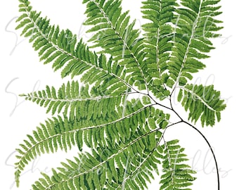 Adiantum Curvatum Fern Digital Download, Vintage, Clipart, DIY Crafts, Plant, Botanical, 1800's, Leaves, Tropical, foliage, Plant, PNG, JPG