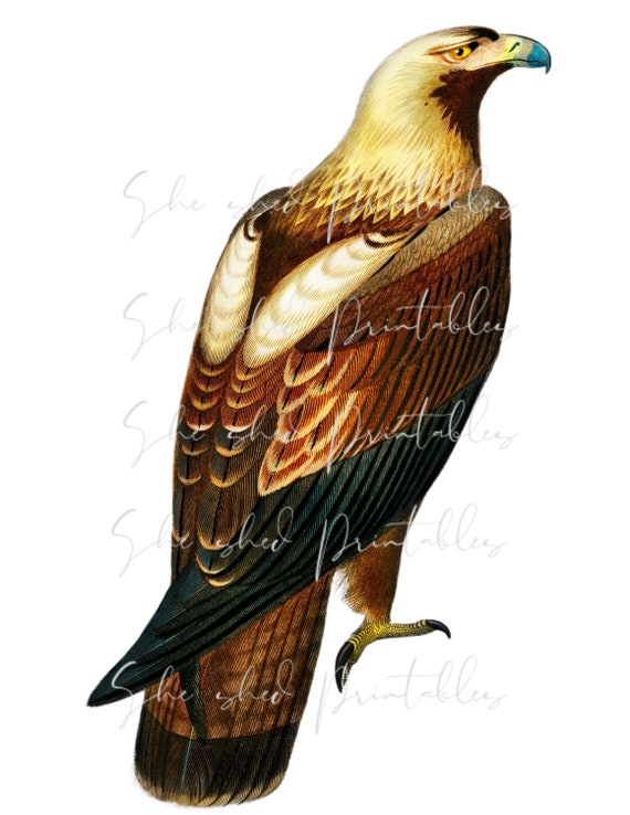 Eastern imperial eagle Illustration Digital Download, vintage, DIY