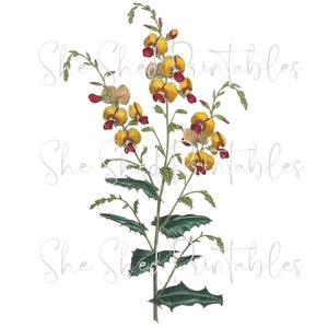 1840 Yellow Flowers Digital Download, Image, Vintage, Printable, Clipart, DIY Crafts, Flowering Plant, Instant Download, PNG, JPG, Wall Art