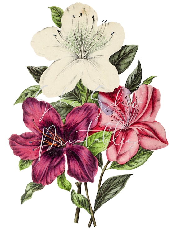 Hand Drawn Lilies Digital Download Image Vintage Printable - Etsy