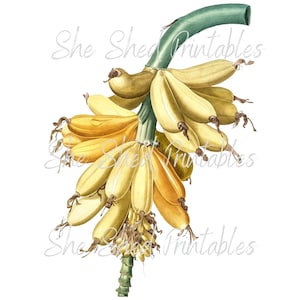 Banana Illustration Digital Download, Image, Vintage, Clipart, DIY Crafts, Fruit Design, Food, Wall Art, Home Decor, Instant Download