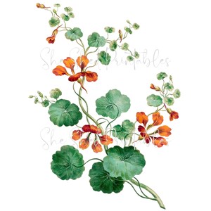 Imagen digital de la flor de la capuchina, descarga instantánea, vintage, artesanías de bricolaje, diseño de flores, JPG, PNG, flor de naranja, imágenes prediseñadas de flores, flor de jardín