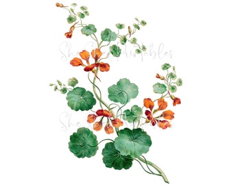 Nasturtium Flower Digital Image, Instant Download, Vintage, DIY Crafts, Flower Design, JPG, PNG, Orange Flower,Flower Clipart, Garden Flower