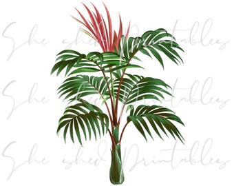 Peut inclure: Un palmier tropical avec des feuilles vertes et des fleurs rouges. Le palmier est isolé sur un fond blanc.