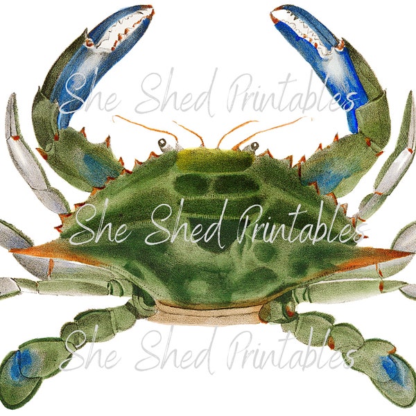 Blue Crab Illustration Digital Download, 18th Century, Vintage, DIY Crafts, PNG JPG Image, Sea Life SeaFood, Marine Life, Ocean