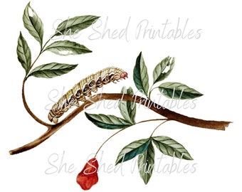 Caterpillar Digital Download, Image, Vintage, DIY Crafts, Caterpillar Clipart, Instant Download JPG PNG, Wall Art, Insect, Nature, Branch