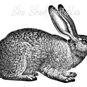 May include: Black and white line art illustration of a rabbit with long ears. The rabbit is facing to the right and has a fluffy tail.