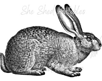 Kanin, Hare Digital Nedladdning, Bild, Vintage, DIY Hantverk, Insekt Clipart, Direkt Nedladdning JPG PNG, Väggkonst, Svartvitt, Djur