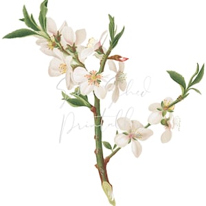 Mandelträdsblomma, Blommor Digital Bild, Nedladdning, Vintage 1800-tal, DIY Hantverk, Omedelbar Nedladdning, Botanisk, Löv