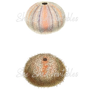 Esculent Echinus (Seeigelschin) Digitaler Download, Vintage, DIY Basteln, Clipart, druckbar, JPG, PNG, Wandkunst, Meer, Ozean, Meeresleben