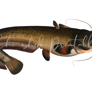 Catfish Digital Download, Vintage, 1700&#39;s, DIY Crafts, Clipart, Printable, Downloadable, JPG, PNG, Wall Art, Man Cave, Lake