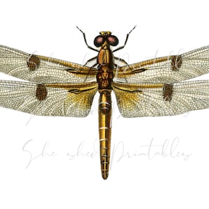 Dragonfly Printable Digital Download, 1700&#39;s, Vintage Illustration, DIY Crafts, PNG JPG Image, High Quality, Insect