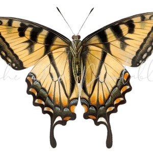 1600er Vintage Schmetterling Digital Download, Bild, Vintage, DIY Basteln, Clipart, druckbar, JPG PNG, Wandkunst, Sofort Download Gelb orange