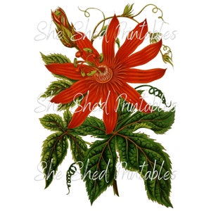Passion Flower Digital Download, Image, Vintage, Instant Download, Clipart, DIY Crafts, Plant, Flower, Floral, Hand Painted, Red Flower
