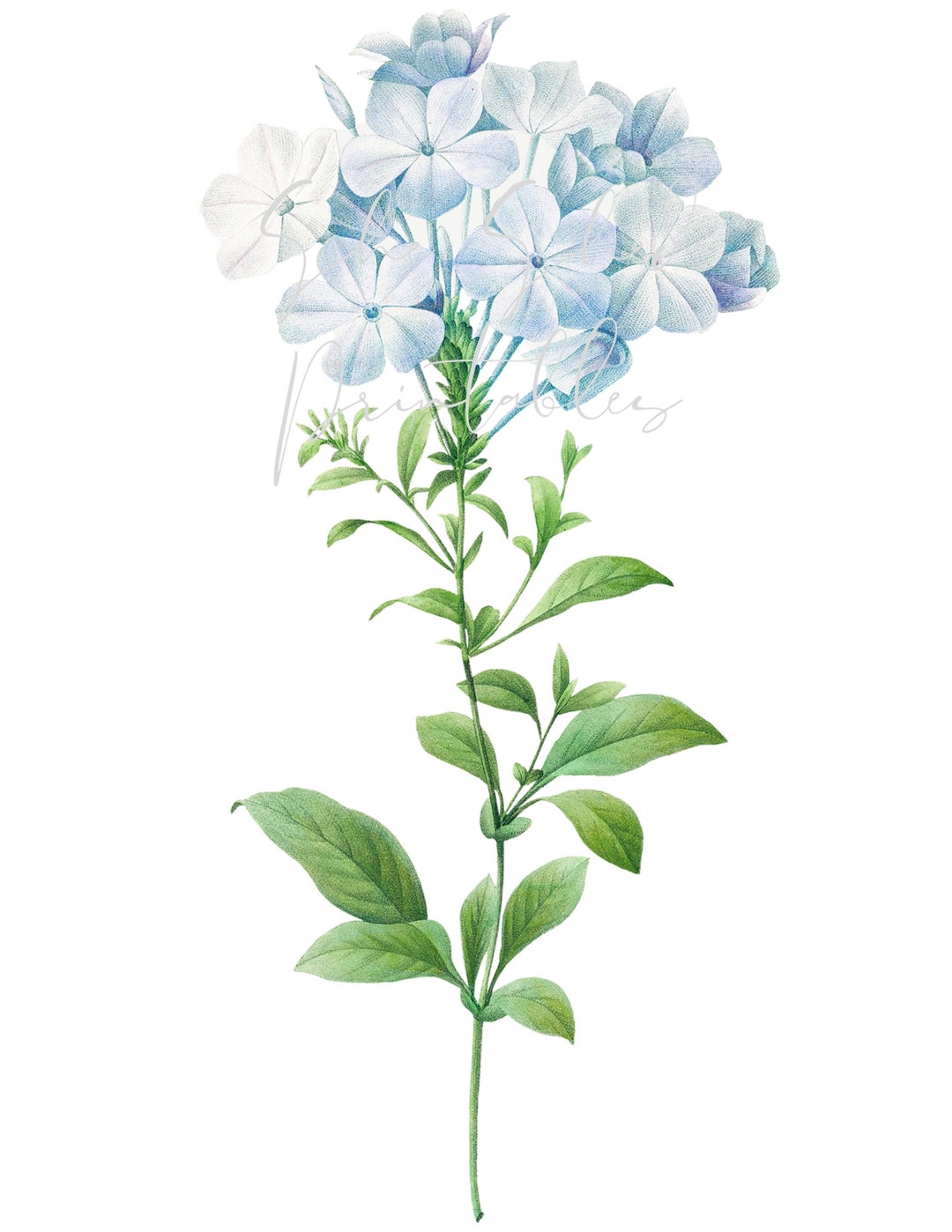 Plumbago Caerulea Digital Download, Image, Vintage, Instant