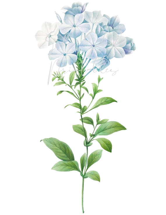 ルドゥーテ プルンバゴ「Plumbago caerulea」　額縁絵 ルドゥーテ プルンバゴ「Plumbago caerulea」 額縁絵