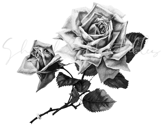 Vintage Black and White Rose wall art print and poster design | Etsy