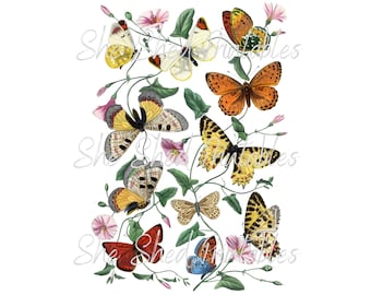 Vintage Schmetterling und Motten Digitaler Download, Vintage, DIY Basteln, Clipart, druckbar, downloadbar, JPG, PNG, Collage Sheet