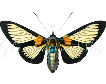 Schmetterling/Motte Digitaler Download, Bild, Vintage, DIY Basteln, Clipart, Sofort Download JPG PNG, Wandkunst, druckbar, Insekt, Käfer
