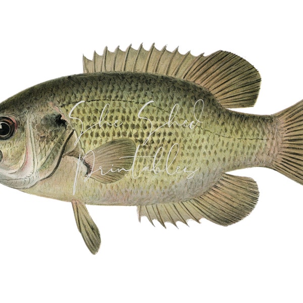 Rock Bass Digital Download, Vintage, DIY Crafts, Clipart, Instant Download, Digital Image, JPG, PNG, Wall Art, Man Cave, Lake, Fish