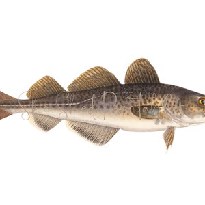 May include: A detailed illustration of a cod fish with a grey body, yellow eyes, and brown fins. The fish is depicted swimming to the right.