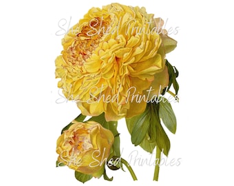 Vintage Yellow Rose Illustration Digital Download, Instant Download, DIY Crafts, Clipart, JPG, PNG, Flower, Floral, Botanical