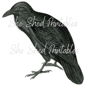 Raven Digital Download, Digital Image, Vintage Illustration, DIY Crafts, PNG JPG Image, High Quality, Bird Clipart, Halloween Bird