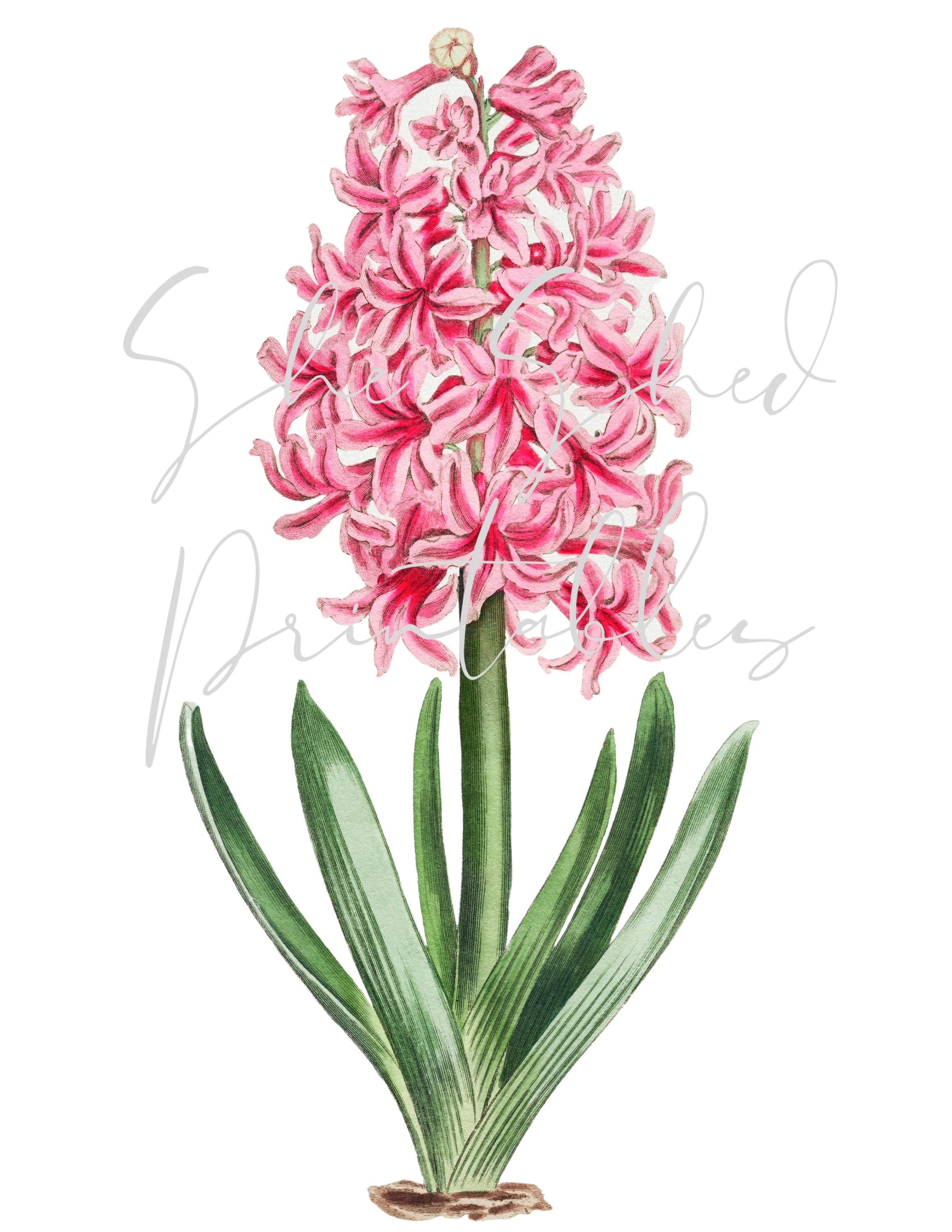 Pink Garden Hyacinth Digital Download Image Vintage Etsy