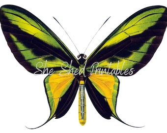 Schmetterling Illustration Digital Download, Bild, Vintage, DIY Basteln, Clipart, Sofort Download JPG PNG, Wandkunst, Insekt, Käfer