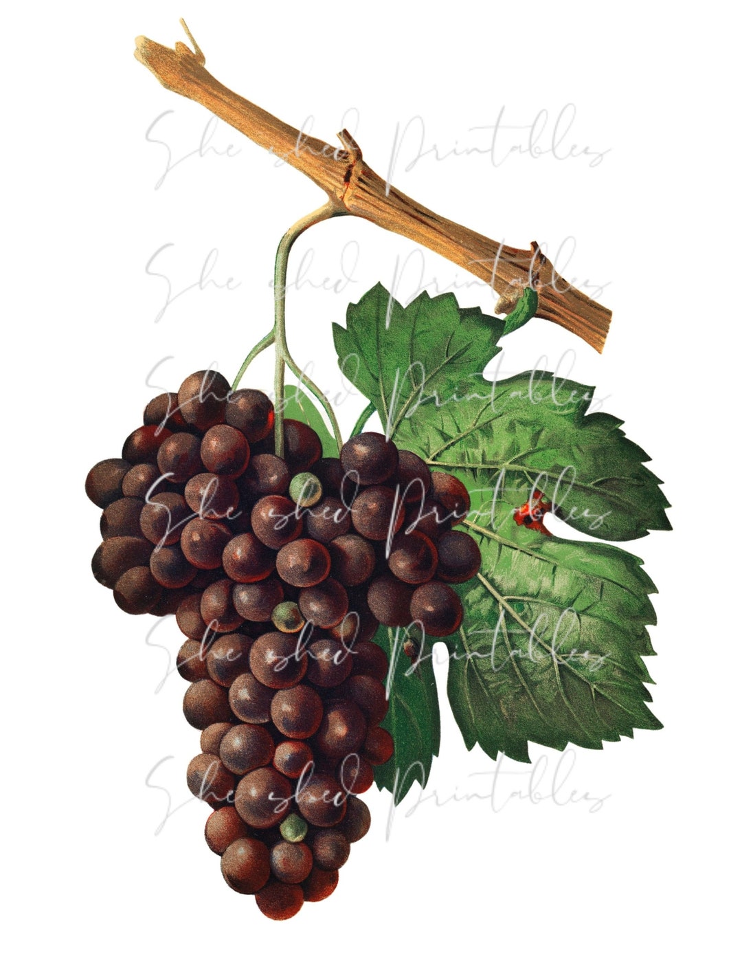 Cluster of Purple Grapes Digital Download, Vintage, Clipart, DIY
