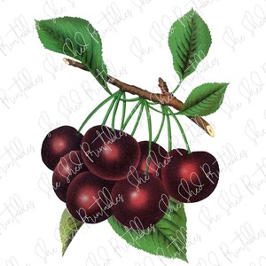 May include: A cluster of dark red cherries with green stems and leaves. The cherries are arranged in a bunch, with some overlapping.